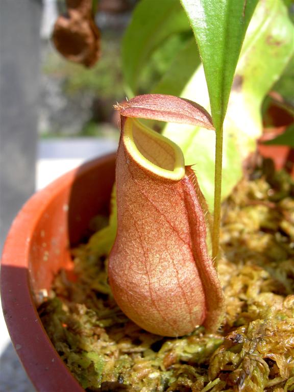 Nepenthes distillatoria 'pink'